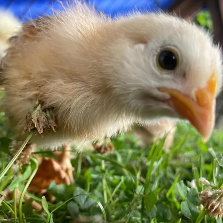 Kluvetasch Nr 4 Ostseeblick