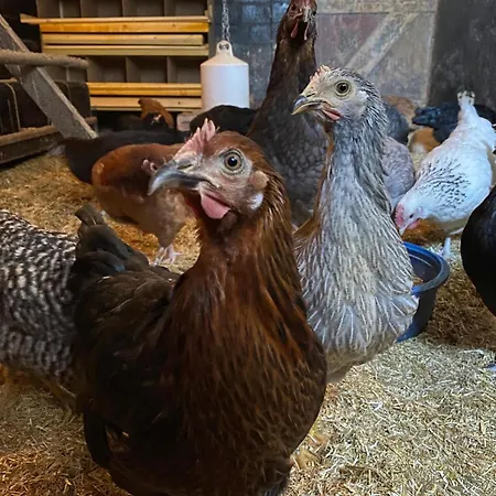 Kluvetasch Nr 4 Ostseeblick * Rettin